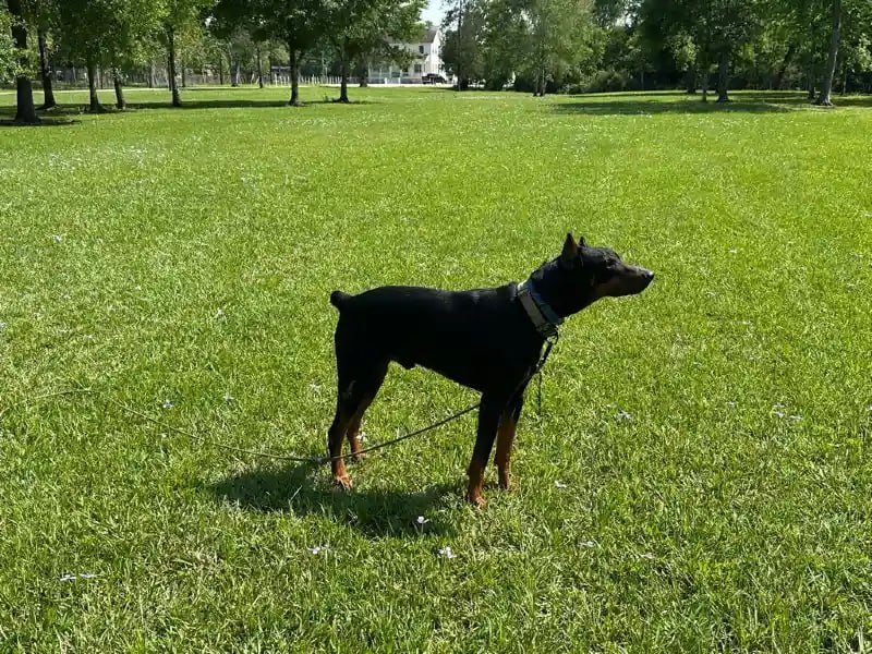 Dog enjoying the spacious green grounds during a walk at Uppity Pet Resort