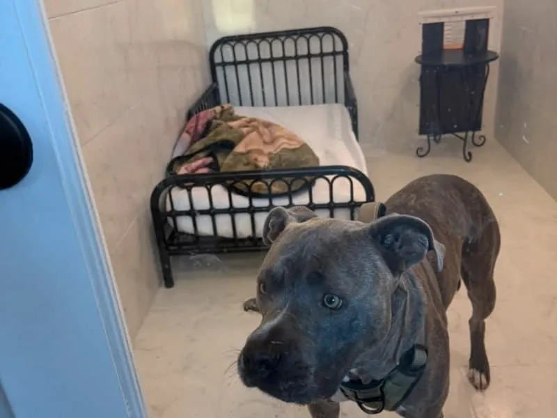 Dog relaxing on bed in luxury boarding room