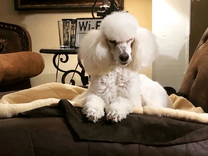 White standard poodle relaxing on a cozy bed at Uppity Pet Resort